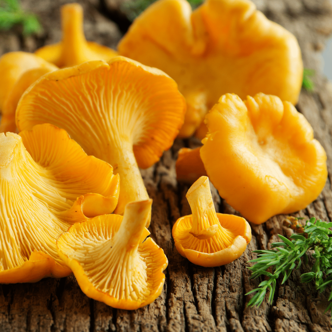 Las setas del Coto de Hongos del Carrascal de Javierregay